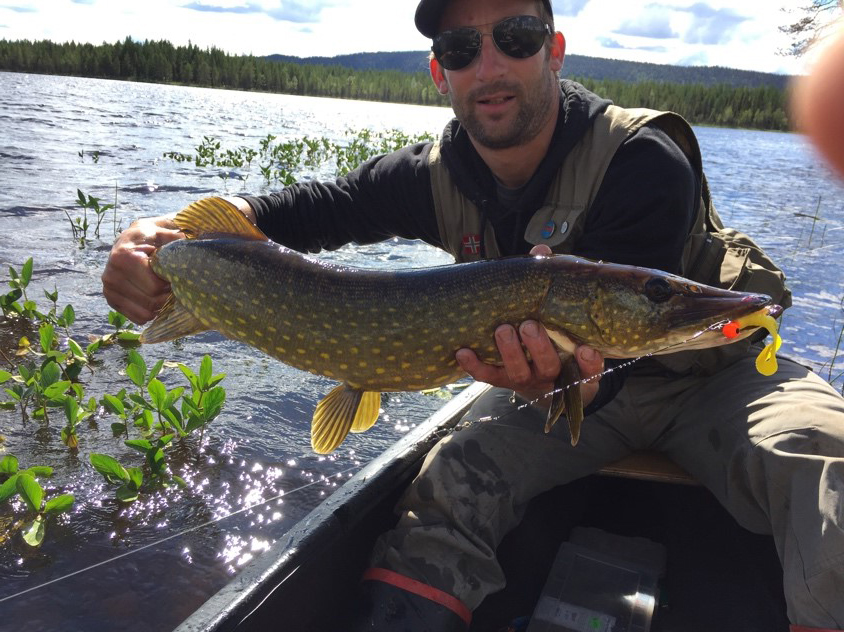 Hecht (Gädda) 73cm mit Twister